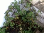 vigne semée.jpg