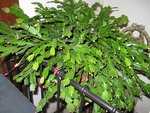 IMG_0888n.jpg