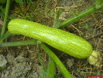 courge violon