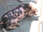 chien sans poil.jpg