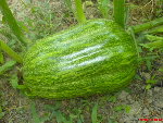 oblongue de provence