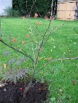 Mon acer