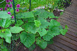Coloquintes