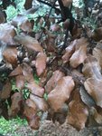 IMG_1729.JPG