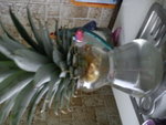 mes citronniers et tête d'ananas