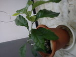 DSC00232.JPG