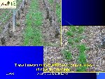 au oprintemps, peu d'herbe, la vigne apprécie