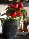 DSCF0763.JPG