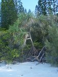 arbre 2.jpg