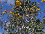 arbre 4.2.jpg
