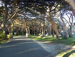 arbre 7.jpg