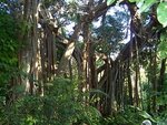 arbre 8.jpg