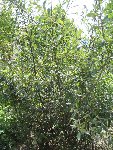 arbre-1.jpg