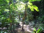 arbre 10.jpg