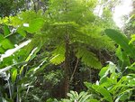 arbre 11.jpg