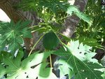 arbre 12.jpg
