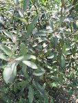 arbre-2.jpg