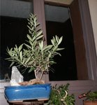 olivier bonsaï.jpg