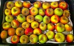 Pomme polluinisatrice.jpg