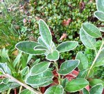 IMG_0663.JPG
