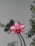 Orchidée de ma maman