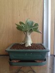 arabicum 1.JPG