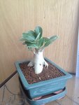 arabicum 2.JPG