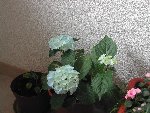 Mon hortensia BLEU