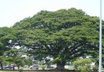 arbre a palabres.jpg
