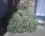Plante1.jpg