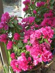 IMG_6461.JPG