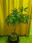plante.jpg