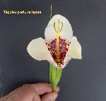 Iris 1.jpg