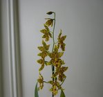 orchidee 10 023.JPG