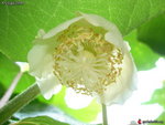 actinidia femelle.jpg