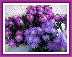 chrysantheme.1352562612.jpg