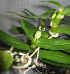 orchidee 022.JPG
