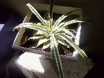 ananas