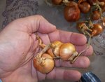 oignon patate du Laos..jpg