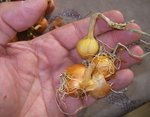 oignon patate des  français..jpg