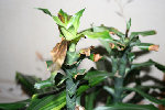 Voici la plante