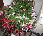 IMG_0893c.jpg