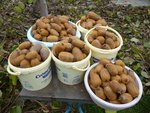kiwis cueillette et taille 2fj.jpg