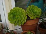 rosettes aeonium.JPG