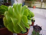 profil aeonium.JPG