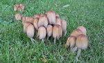 DSCN2482r.jpg
