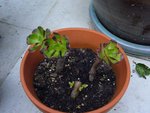 petits aeonium pourpres.JPG