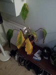20121115_113054.jpg