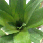 coeu d'ananas 2.png