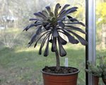 aeonium_10.JPG